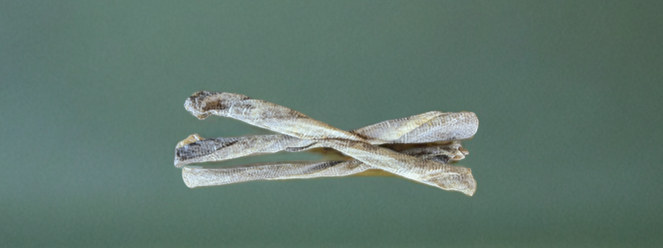 Cod Skin Short Twisties - 5 Pack