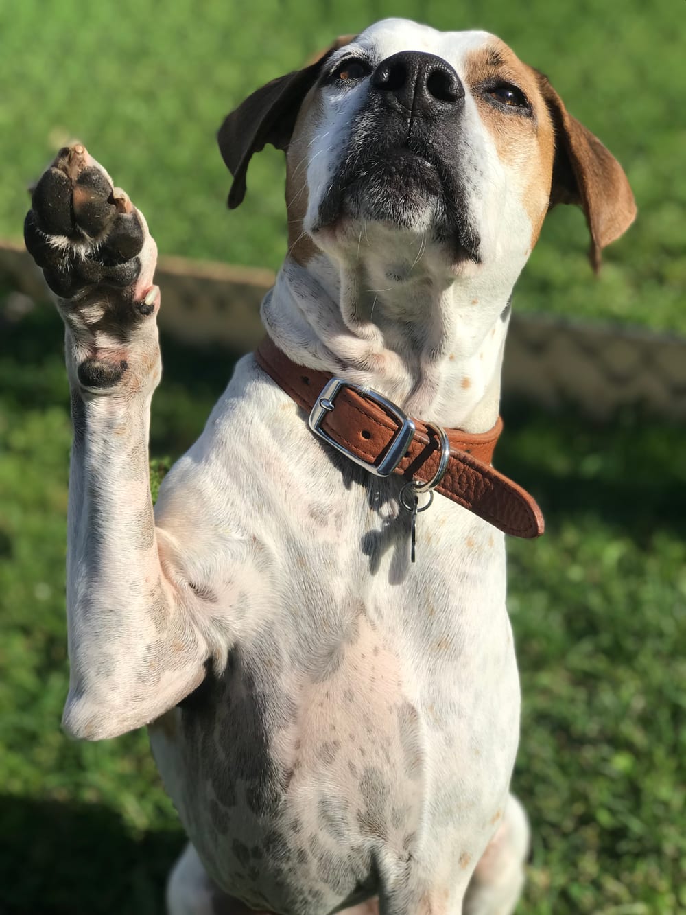 Tex, a senior dog, sitting in the grass and raising a paw
